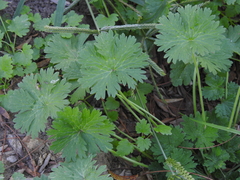 Geranium pusillum