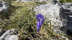 Campanula rotundifolia