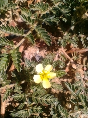 Tribulus terrestris