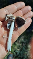 Coprinopsis pseudonivea