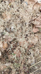 Ceratocarpus arenarius