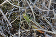 Stenobothrus lineatus