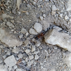 Camponotus sansabeanus