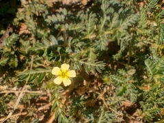 Tribulus terrestris