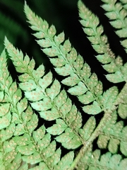 Polystichum setiferum