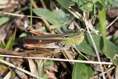 Stenobothrus lineatus