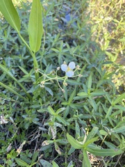 Sagittaria platyphylla