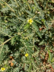 Tribulus terrestris