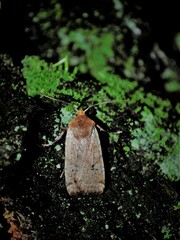 Conistra erythrocephala