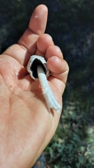 Coprinopsis pseudonivea