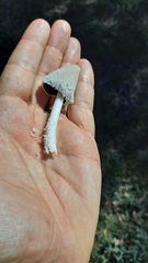 Coprinopsis pseudonivea