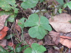 Oxalis debilis