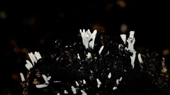 Xylaria hypoxylon