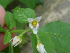 Solanum emulans