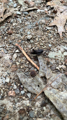 Tettigidea lateralis