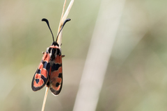 Zygaena fausta