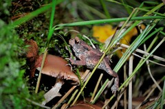 Bufo bufo