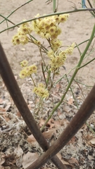 Helichrysum arenarium