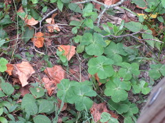 Oxalis debilis