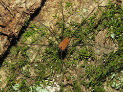 Leiobunum nigropalpi