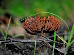 Fungi
