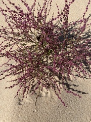 Cycloloma atriplicifolium