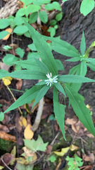 Symphyotrichum lateriflorum