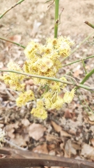 Helichrysum arenarium