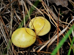 Fungi