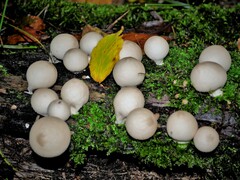 Apioperdon