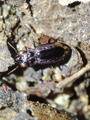 Notiophilus quadripunctatus