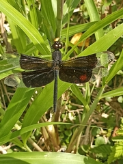 Erythrodiplax funerea