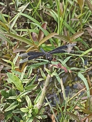 Erythrodiplax funerea