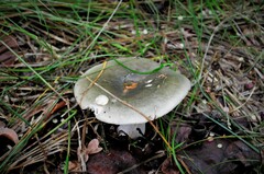 Russula