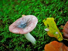 Russula