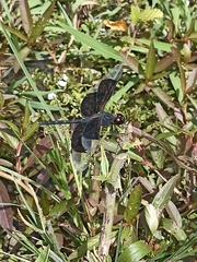 Erythrodiplax funerea