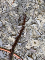 Pantherophis guttatus
