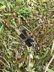 Erythrodiplax funerea