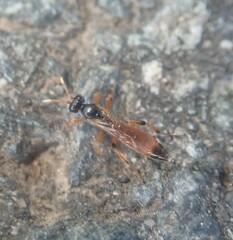 Colpognathus celerator