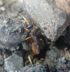 Colpognathus celerator