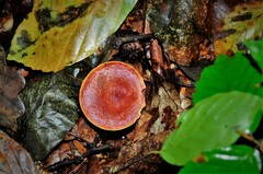 Fungi