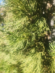 Juniperus chinensis