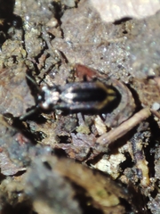 Notiophilus quadripunctatus