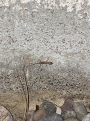 Hemidactylus turcicus