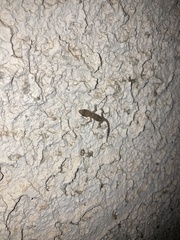 Hemidactylus turcicus