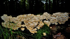 Fungi