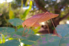 Amblycorypha oblongifolia