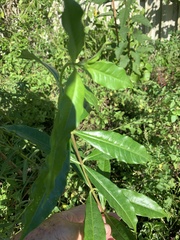 Allamanda cathartica