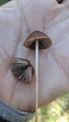 Psathyrella bipellis