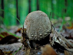 Fungi